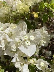 Closeup of a beautiful bougainvillea plant with its characteristic flowers. Note the incredible and rare white color of the petals