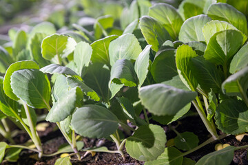 Obraz premium Young shoots of green agricultural plants