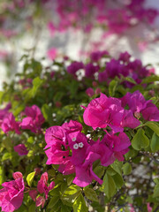 Bougainvillea flowers and bougainvillea plant tree in summer season. This Bougainvillea flowers are pink and purple. Magenta bougainvillea flowers. Postcard or wallpaper texture pattern background.