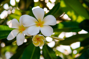 Obraz na płótnie Canvas Plumeria, white frangipani flowers in full bloom with buds, green leaf background.