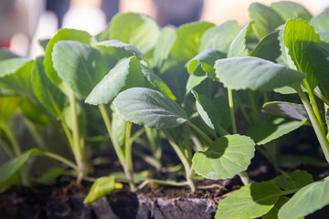 Young shoots of green agricultural plants