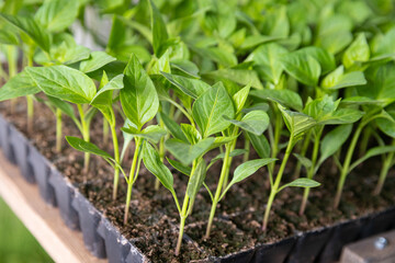 Young shoots of green agricultural plants