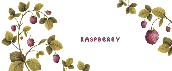raspberry plant, leaves branch in and berries, template frame, drawing illustration - 495920200