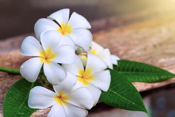 Fototapeta na wymiar Close up white frangipani or plumeria with nature background. Spa or nature concept.