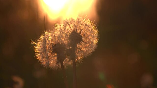 A beautiful dandelion on the background of the sunset.Creative. A beautiful wet and simple flower that has not yet scattered stands and a beautiful sunset is visible from behind, which gives off an
