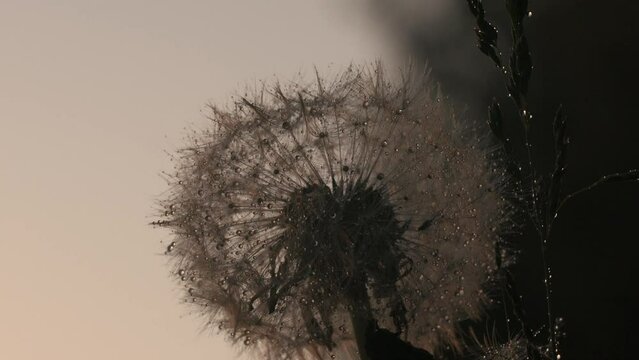 Cold raindrops. Creative. Big fluffy dandelions that stand all after the rain and have big drops of water on them.