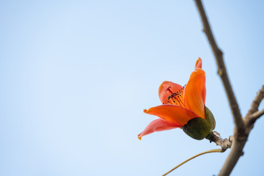 blooming Bombax ceiba or red cotton under blue sky