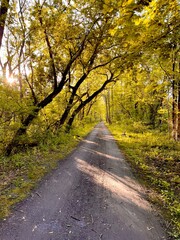 road in autumn