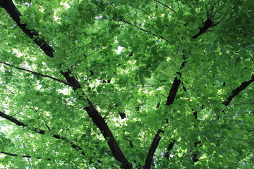 Fototapeta premium flowers tree freen trees leaves