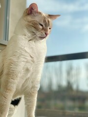 cat on the window