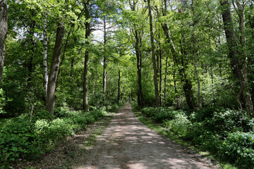 Fototapeta na wymiar Waldweg im Frühling mit grünen Blättern an den Bäumen