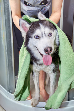 Husy dog is wiped with a towel after washing. Husky happy with tongue out of mouth.