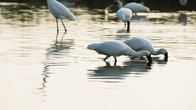 Some black-faced spoonbills were foraging for food.  Slow motion photography. Jiading Wetland, Kaohsiung City, Taiwan.