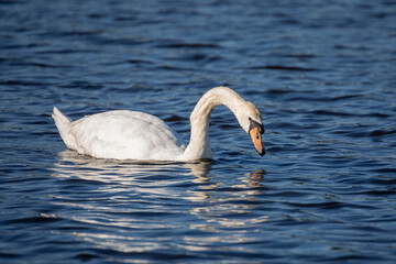 Swan