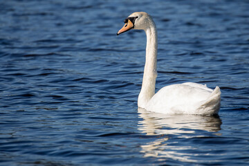 Swan