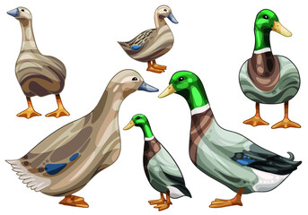 A set of hand drawn ducks The breed of Rouen duck