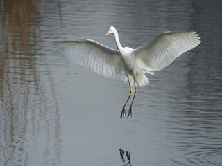 great white heron