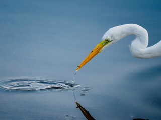 heron in the water