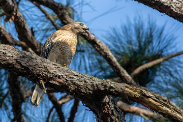 Red-shouldered Hawk
