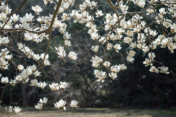ハクモクレンの枝