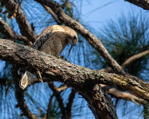 Red-shouldered Hawk