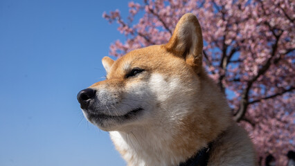 桜と柴犬