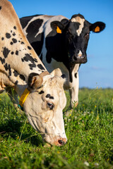 Vache laitière au champ en train de brouter l'herbe en pleine nature.