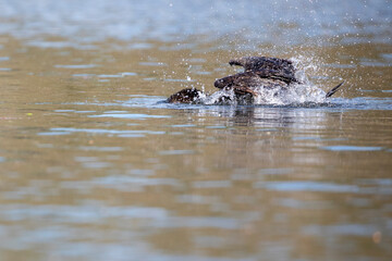 Yellow Bellied Sliders