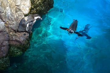 penguins frolic in a large turquoise aquarium