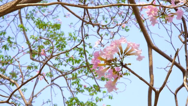 Pink trumpet tree or Tabebuia rosea 