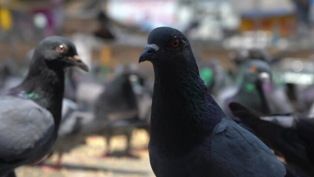 pigeon looking in camera  eating food in a group kabutar khana Dadar mumbai india