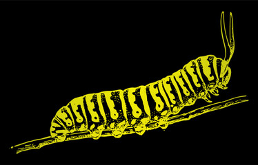 vector caterpillar illustration	