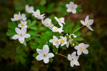 Bunch of white flower anemone in forest.