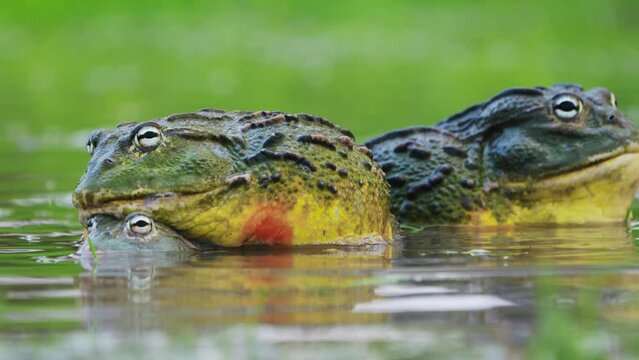 African Bullfrog Mating In The River In Central Kalahari, South Africa. - close up