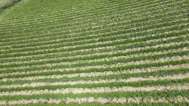 ripresa aerea con drone sulle colline con i vigneti