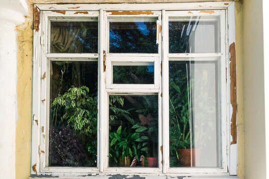 Home plants in pots on the windowsill behind the glass of an old wooden window view from the street, sunny day