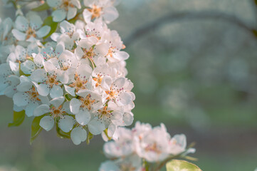 Obraz premium Image with the bouquet of pear in full bloom on a sunny day and unfocused background