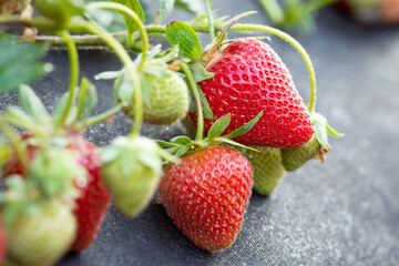 Close-up shot of branch of strawberry on black agrofiber on the farm. Fresh strawberry growing on the farm