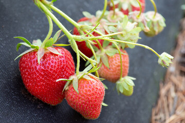 Big branch of many ripe and some green strawberries on farm