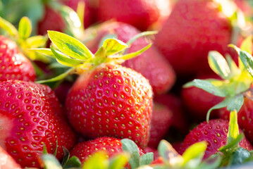 Macro shot of many just picked strawberries ready to be transported to the stores. Organic...