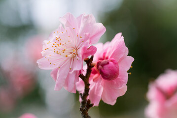 桜の花(クローズアップ)
