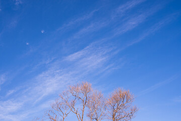 早春信州の青空とすがすがしい薄雲