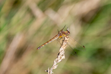 A female common darter dragonfly, Sympetrum striolatum, resting on a dried out grass seedhead