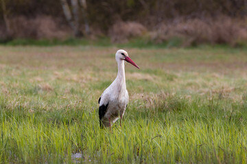 White stork, Ciconia ciconia, on a green meadow, white stork ecosystem, colorful flower meadow. A large bird associated with the countryside in the feeding grounds. The stork is looking for insects, a
