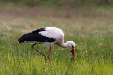 White stork, Ciconia ciconia, on a green meadow, white stork ecosystem, colorful flower meadow. A large bird associated with the countryside in the feeding grounds. The stork is looking for insects, a
