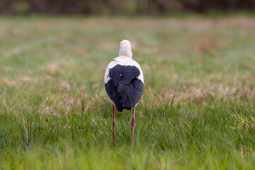 White stork, Ciconia ciconia, on a green meadow, white stork ecosystem, colorful flower meadow. A large bird associated with the countryside in the feeding grounds. The stork is looking for insects, a