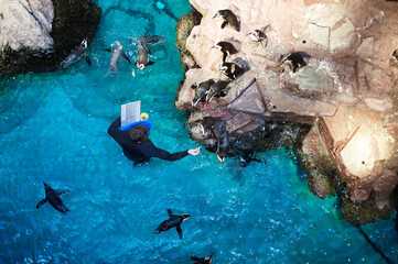 man is feeding and monitoring colony of penguins frolic in a large turquoise aquarium