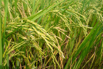 Rice sprouts in paddy field.