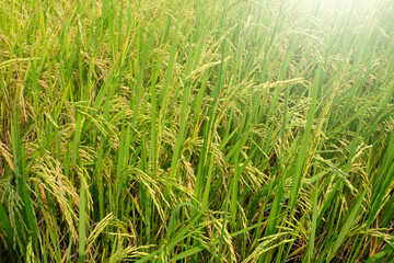 Rice sprouts in paddy field.