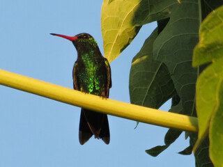 Picaflor verde © GABRIELA